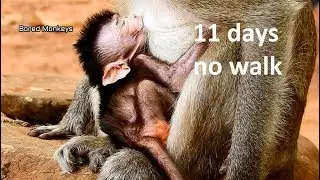 It been 11days baby Barbi still on chest,milk&sleep,So worry why mom Blacky not let Barbi walk
