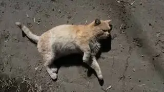 Васька. Анонс выставки.
