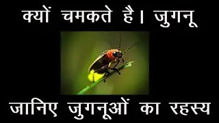 आखिर क्यों चमकते हैं जुगनू ? जानिए जुगनुओं का रहस्य