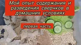 содержание и разведение сверчков в домашних условиях