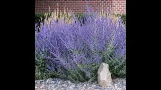 Adding Pollinators to your Garden for success