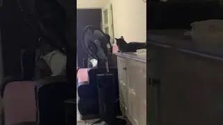 Paşa bey pür dikkat tv izliyor neden acaba 😻😻