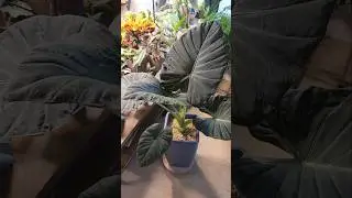 Алоказия Регал Шилдс 😍 Результат за 4,5 месяца! #shorts #комнатныерастения