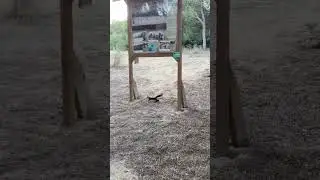 🐿️ белочка 🐿️                            