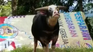 Tana Toraja