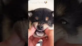 New puppy likes to make faces