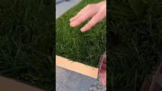 I gave my cats their own Kitty Lawn!