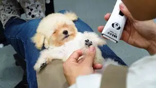 🐶🐶Poodle Puppy grooming for the first time ‖ pet groomer