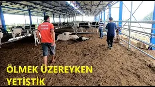 ÖLÜM DÖŞEGİNDE OLAN İNEĞİN SON ANLARINA YETİŞTİK 1 VİDEO. 