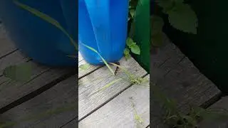 Черное с красным опасно