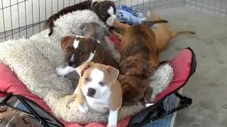 7 1/2 Week old Staffordshire Bull Terrier Puppies Playing (Shaq X Deuce Puppies)