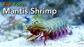 Fish Focus - Mantis Shrimp
