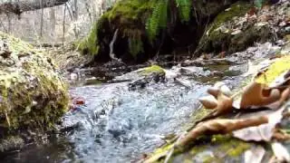nature and guitar music
