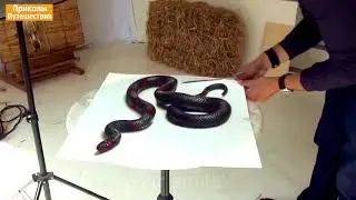 Funny moments