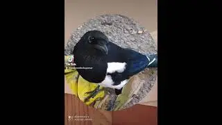 Говорящая сорока