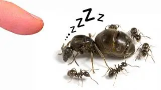 My ant colony slept whole winter, time to wake them...