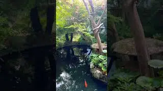 Japan🇯🇵#nature #asmr #realxingsounds