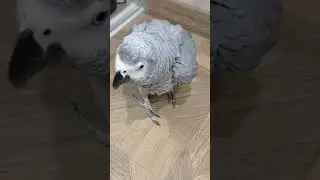 Попугай Гоша