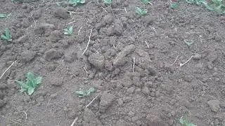 Лён масличный в Крыму! 28.04.24, потенциал выходов сумасшедший!