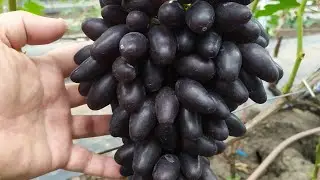 Grape Review! Part 5 (2)