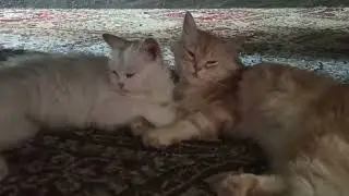 How you know your Cats are Comfortable and Relax? / Watch on petsNpeeps