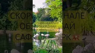 ЕСЛИ НАБЕРЕТСЯ 1000 ПОДПИСЧИКОВ #ментальноездоровье #путешествие #сафарипарк #дубай
