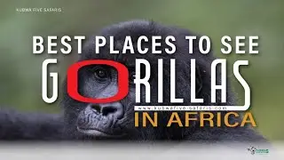 Top 3 Best Places To Trek Mountain Gorillas In Africa
