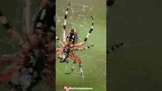 Do You Know : SPIDERS THEY LIKE TO DANCE 🕷️#facts #shorts