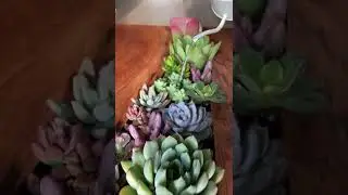 Watering Day for the Coffee Table Planter