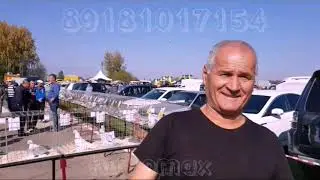 Выставка-ярмарка голубей ,Курганинск 20 октября 2019 год