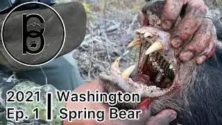 Charged By A Bear - 2021 Washington Spring Bear Hunt