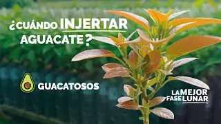 ¿Cuál es la MEJOR fase LUNAR para injertar AGUACATE?