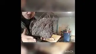 чага , сувель, березовый кап .