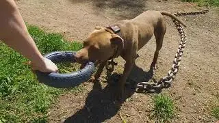 Проверка способностей к тренингу (хват)