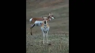 Antelope Chewing Stare.     #wildlife #animals #cute