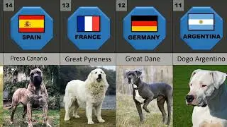 20 Best Guard Dog Breeds in 2022