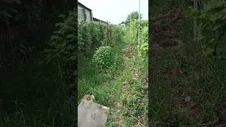 малинно клубничные грядки