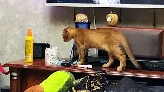 Самые смешные животные / Приколы с котом