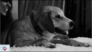 The stray dog that lived many lives