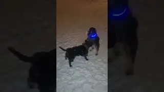 Петя бультерьер 😁 