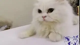 pyometritis in a cat