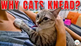Why Do Cats Lift Their Paws Up and Down?