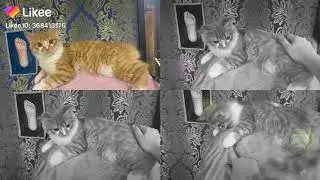Котёнок от веслоухой Кошки Маркизы