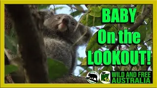 Joey on the lookout - relax and enjoy!