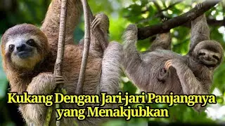 Misteri Malam: Kisah Kukang di Hutan Tropis Asia Tenggara