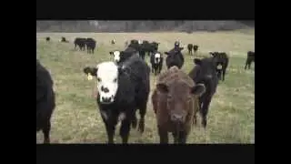 Muuuuuuuuuuuuuuu!