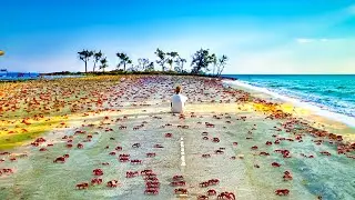 Millions Of Red Crabs Migrating 🦀