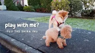 How does a Shiba Inu and Toy Poodle play? | 柴犬和小狗一起玩？