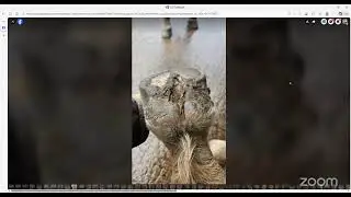 Hoof Evalulations
