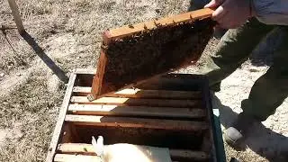 Сокращения рамок, для весеннего старта, состояние семей, наличие корма #пасека #первая обножка #мёд